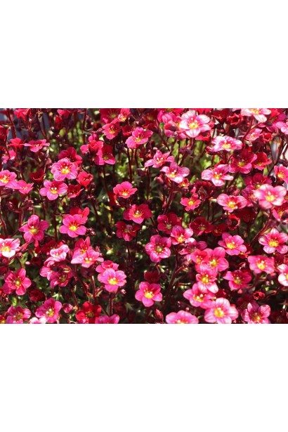 Ломикамінь Арендса Піксі Пан Ред цвітіння